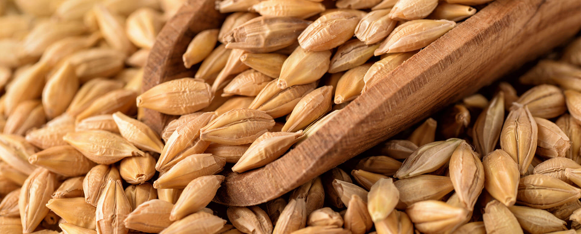 Sheboygan Brewery Grain Transportation, Local Grain Transportation and Long Haul Grain Transportation